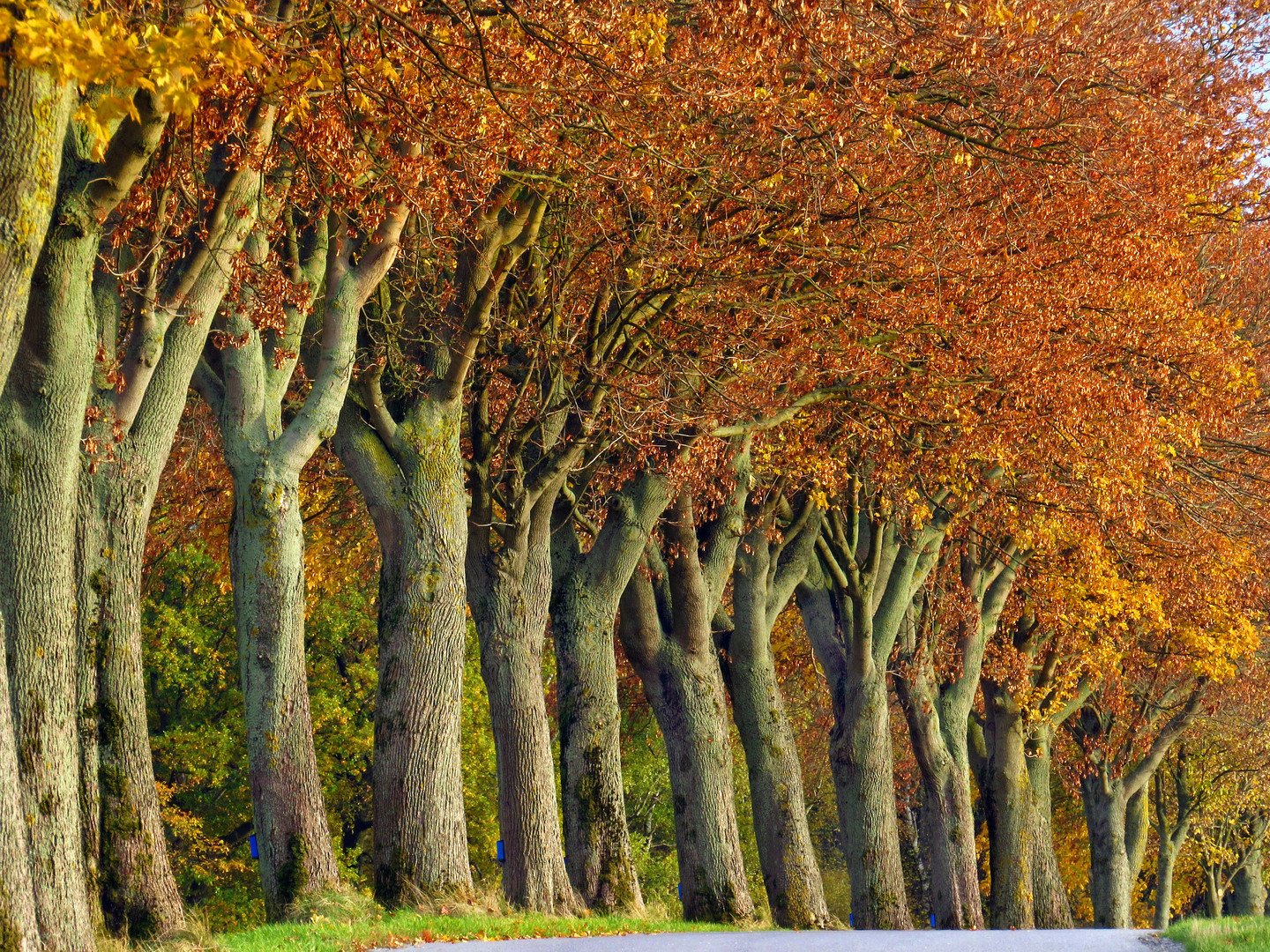 Ahorn Baumallee im Herbst, maple tree alley in autumn 