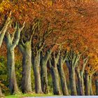 Ahorn Baumallee im Herbst, maple tree alley in autumn 