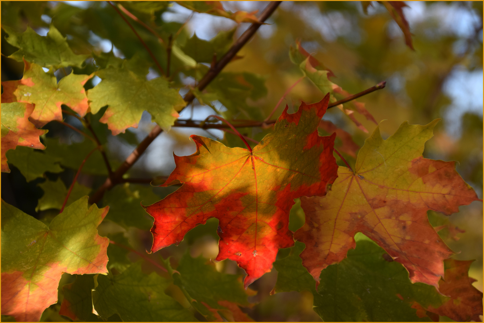 Ahorn-Blätter Foto & Bild | bäume, natur, herbst Bilder auf fotocommunity