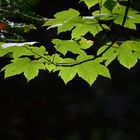 Ahorn-Blätter im Licht