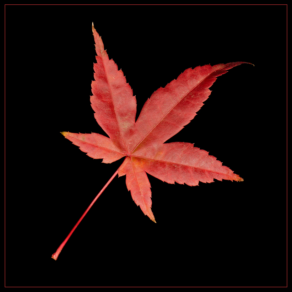 Ahorn Blatt Foto & Bild | bäume, natur, herbst Bilder auf fotocommunity