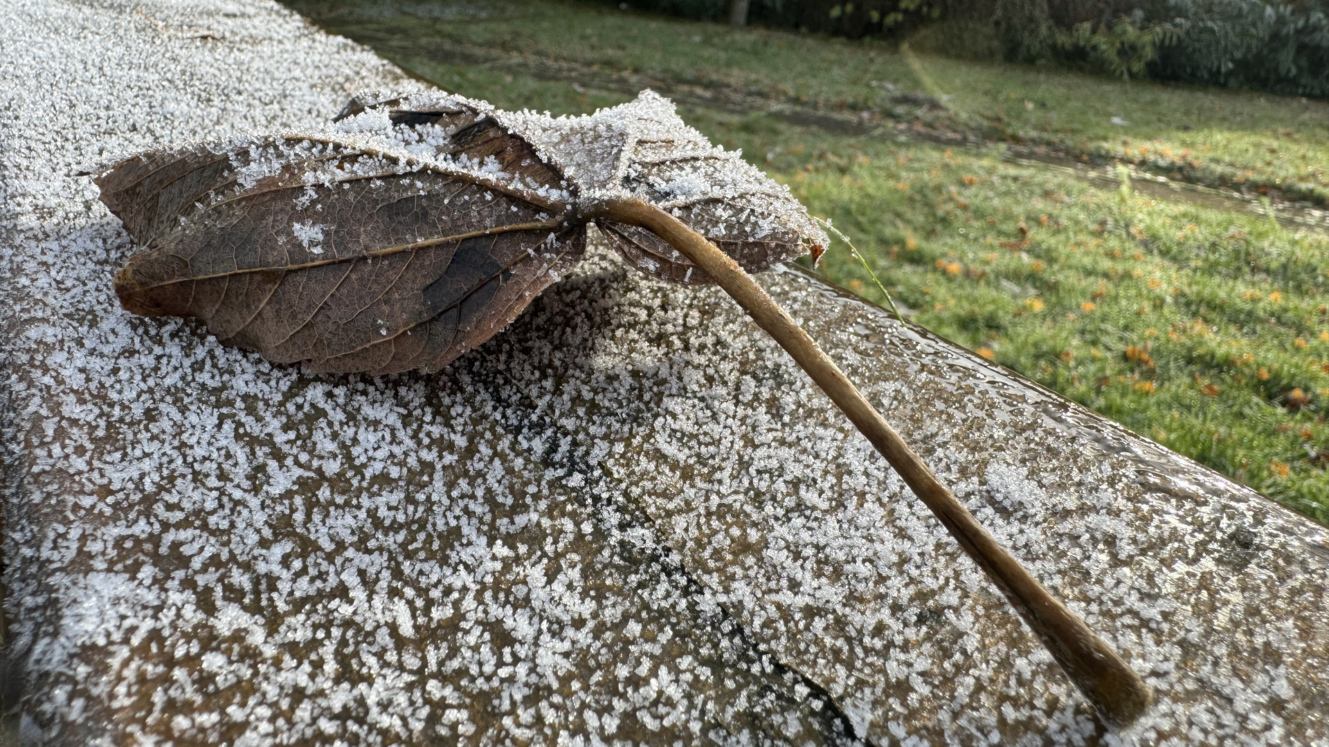 Ahorn Blatt vereist im Winter - Makro