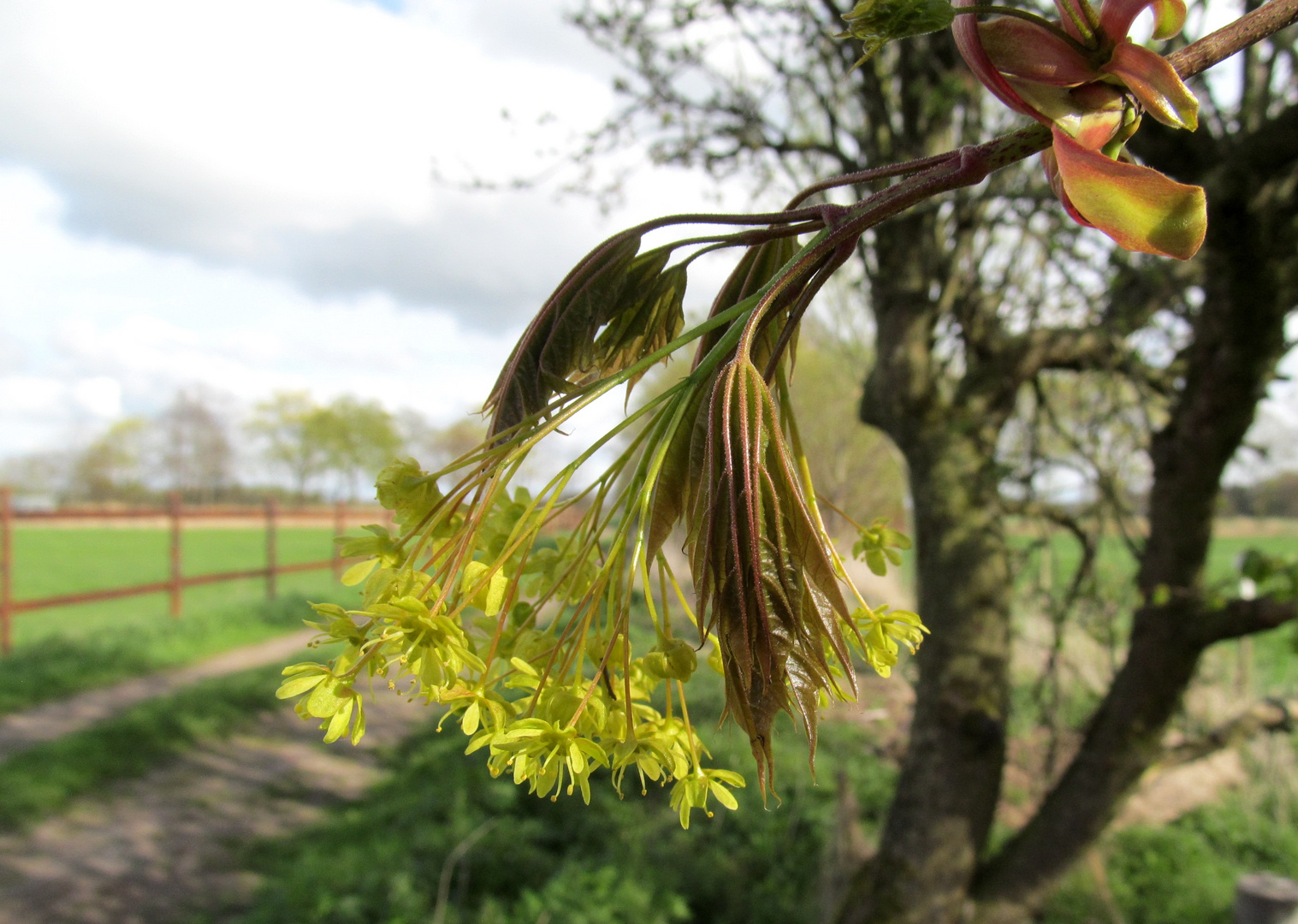 Ahorn - Blüte