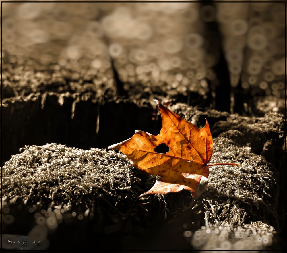 Ahorn im Abendlicht