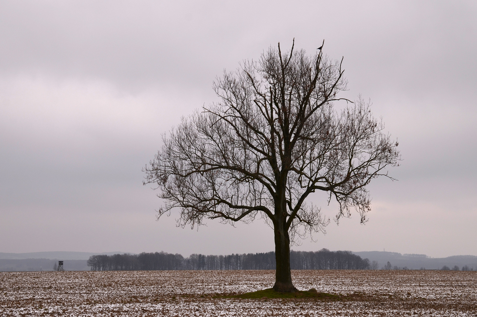 Ahorn im Februar