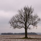 Ahorn im Februar