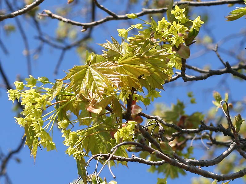 Ahorn im Frühling