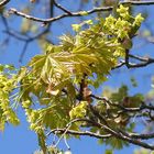 Ahorn im Frühling