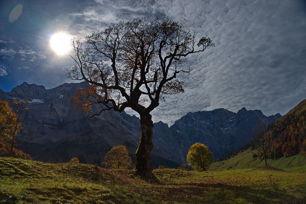 Ahorn im Gegenlicht