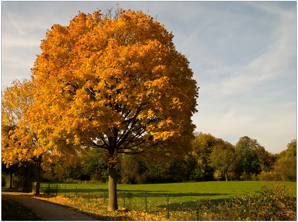 Ahorn im Herbst