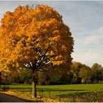 Ahorn im Herbst