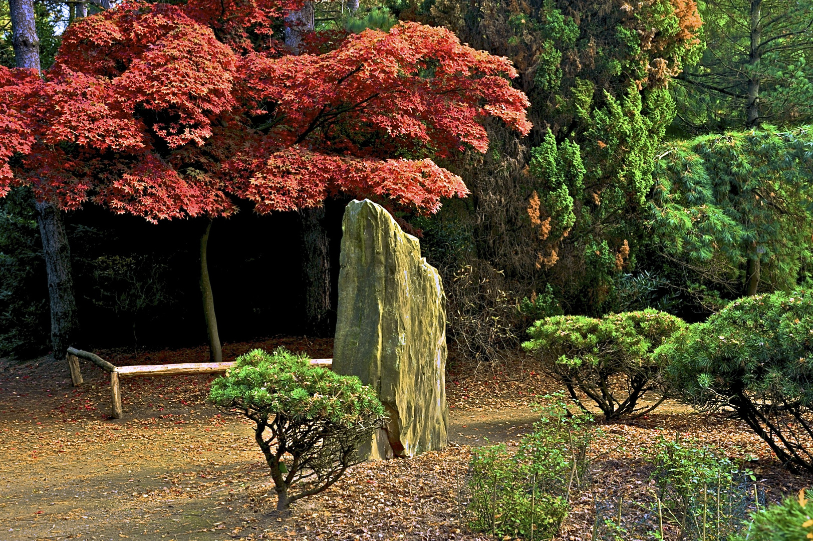 Ahorn im Herbst