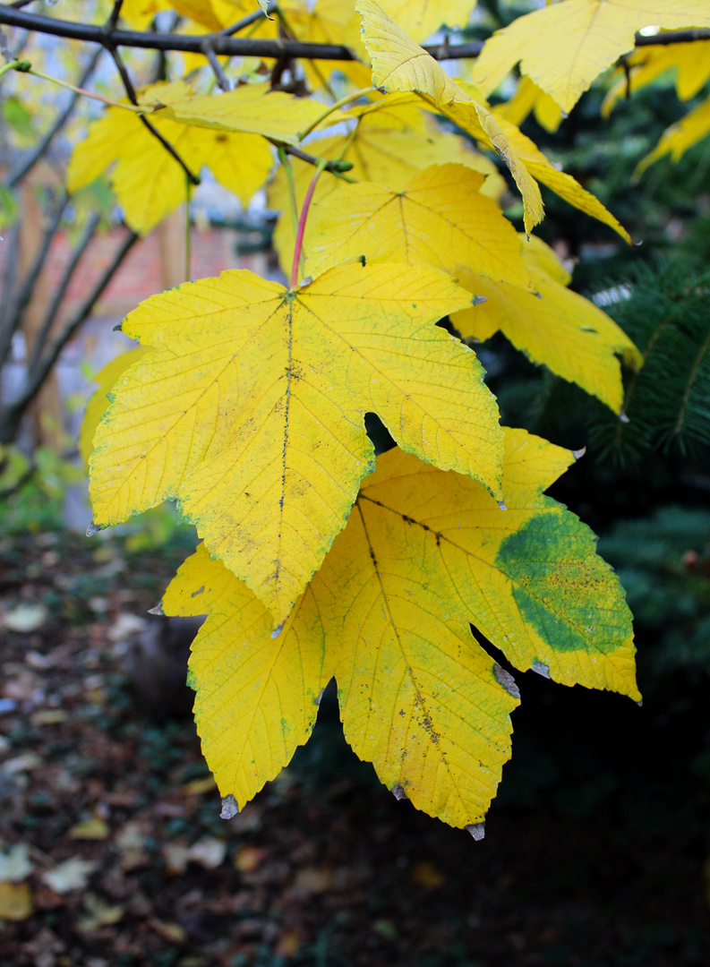 Ahorn im Herbst ...