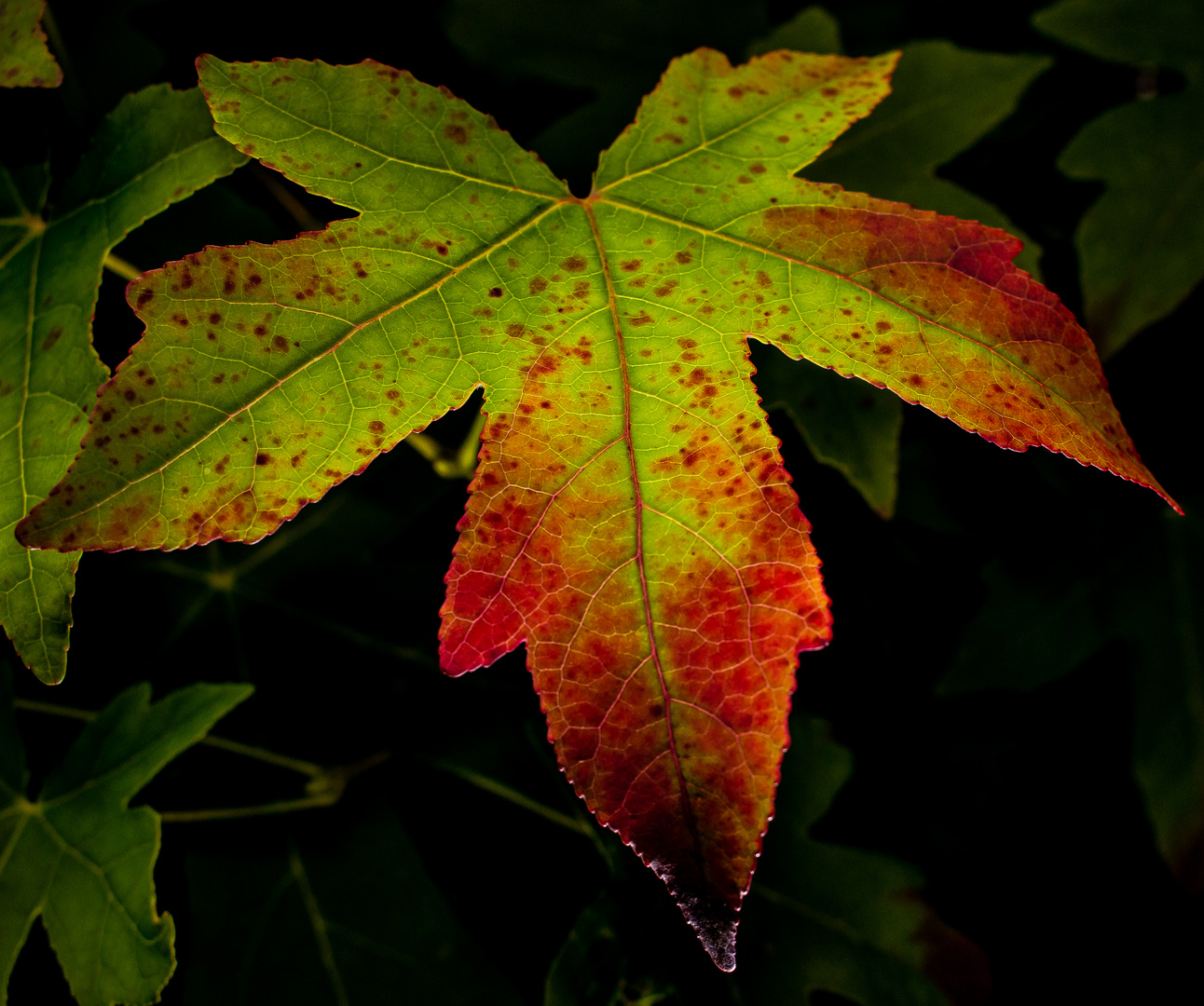 Ahorn im Herbst. Aus Grün wird Rot.