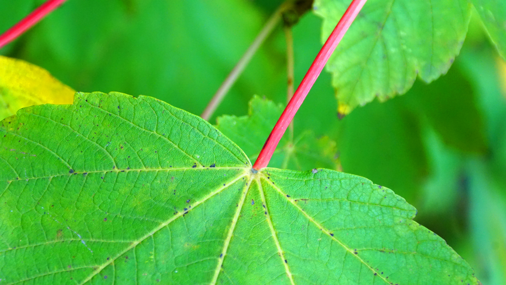 Ahorn im Herbst