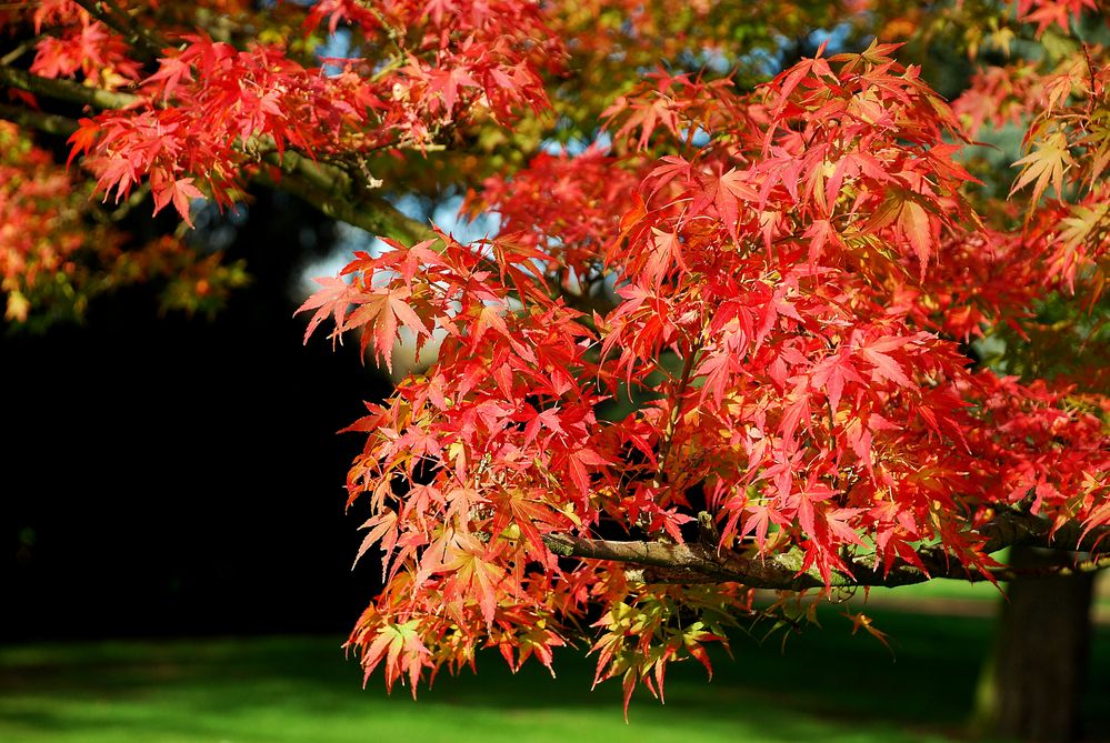 Ahorn im Herbst