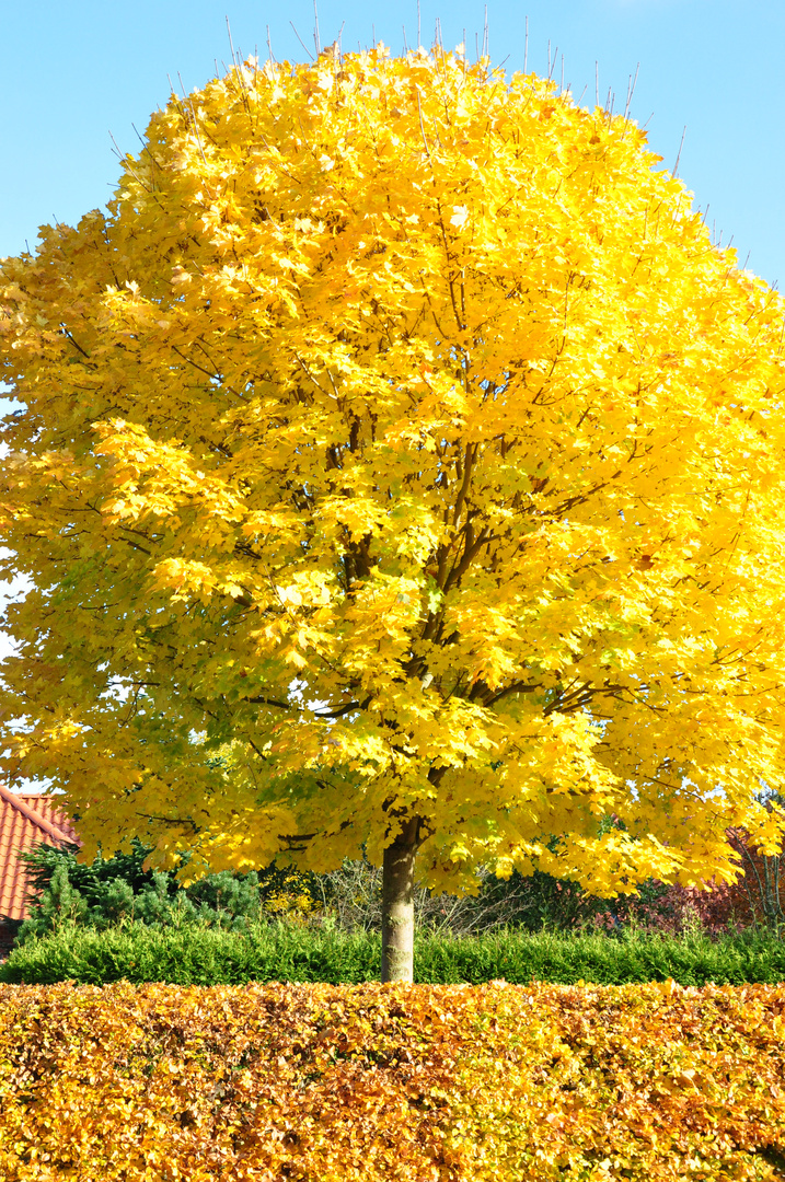 Ahorn im Herbst