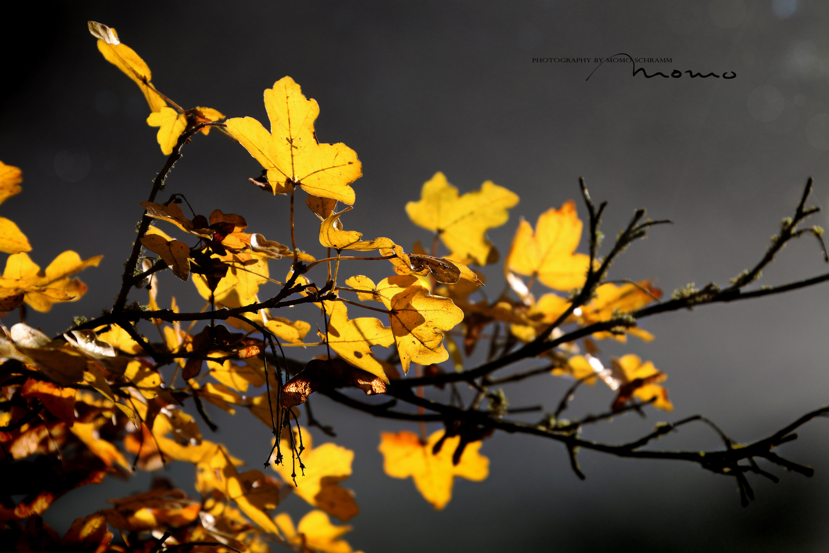 Ahorn im Herbstkleid