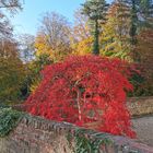 Ahorn im Herbstkleid.....