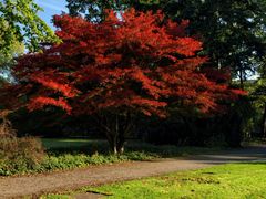 Ahorn im Herbstkleid