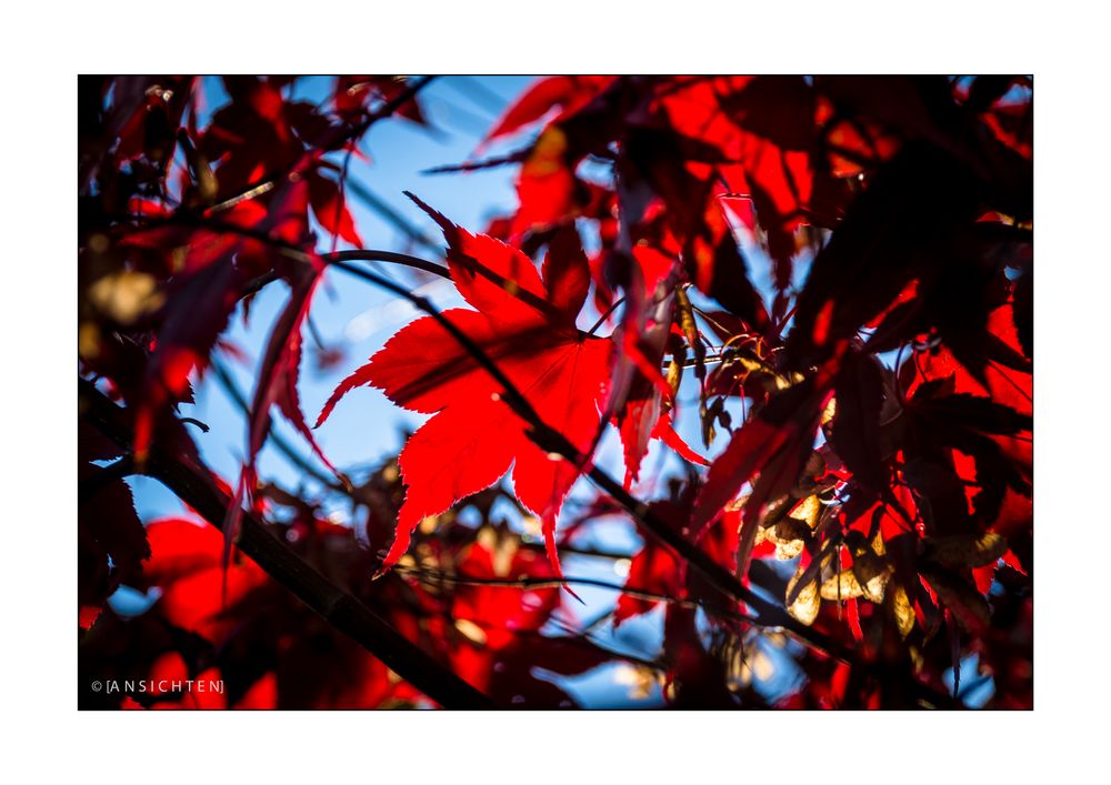 Ahorn im Herbstlicht