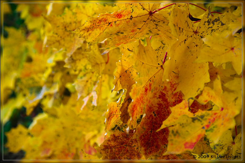 Ahorn im Herbstschmuck