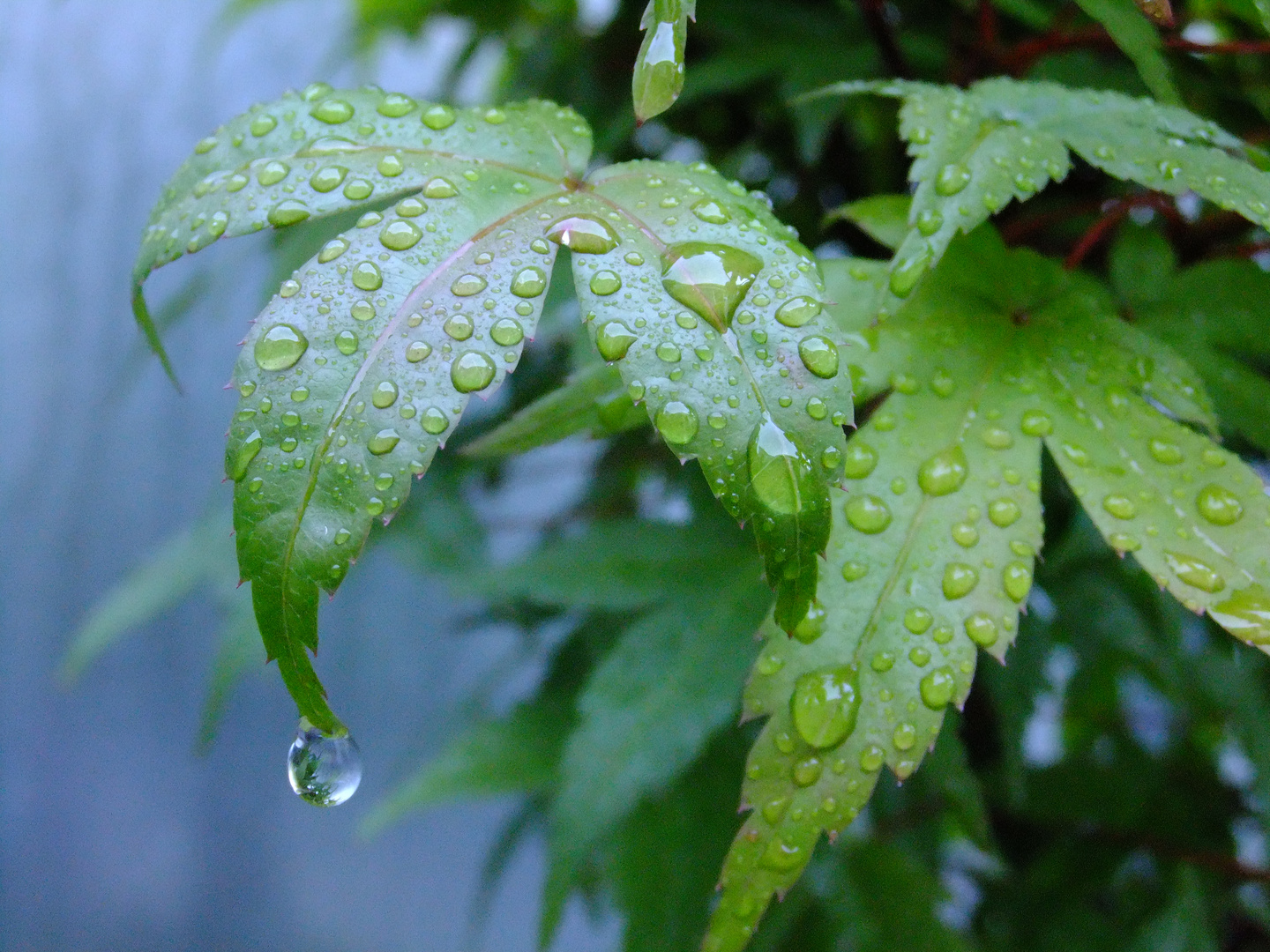 Ahorn im Regen