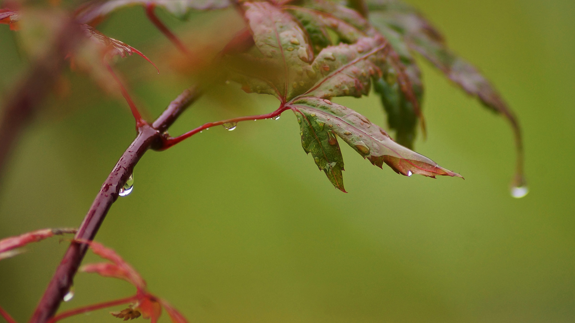  Ahorn im Regen