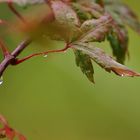  Ahorn im Regen