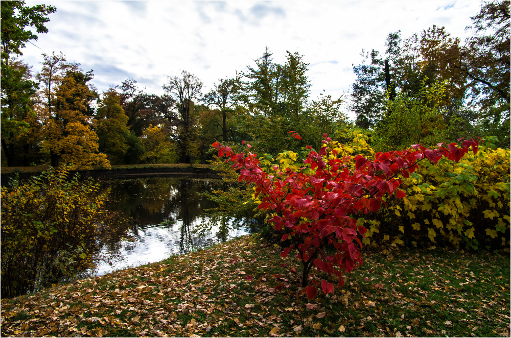 Ahorn im Schlosspark Pillnitz