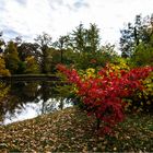 Ahorn im Schlosspark Pillnitz