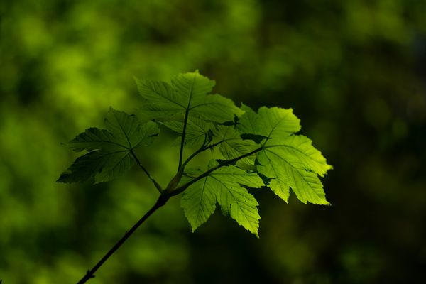 Ahorn im sonnigen Grün