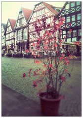 Ahorn im Topf am Marktplatz