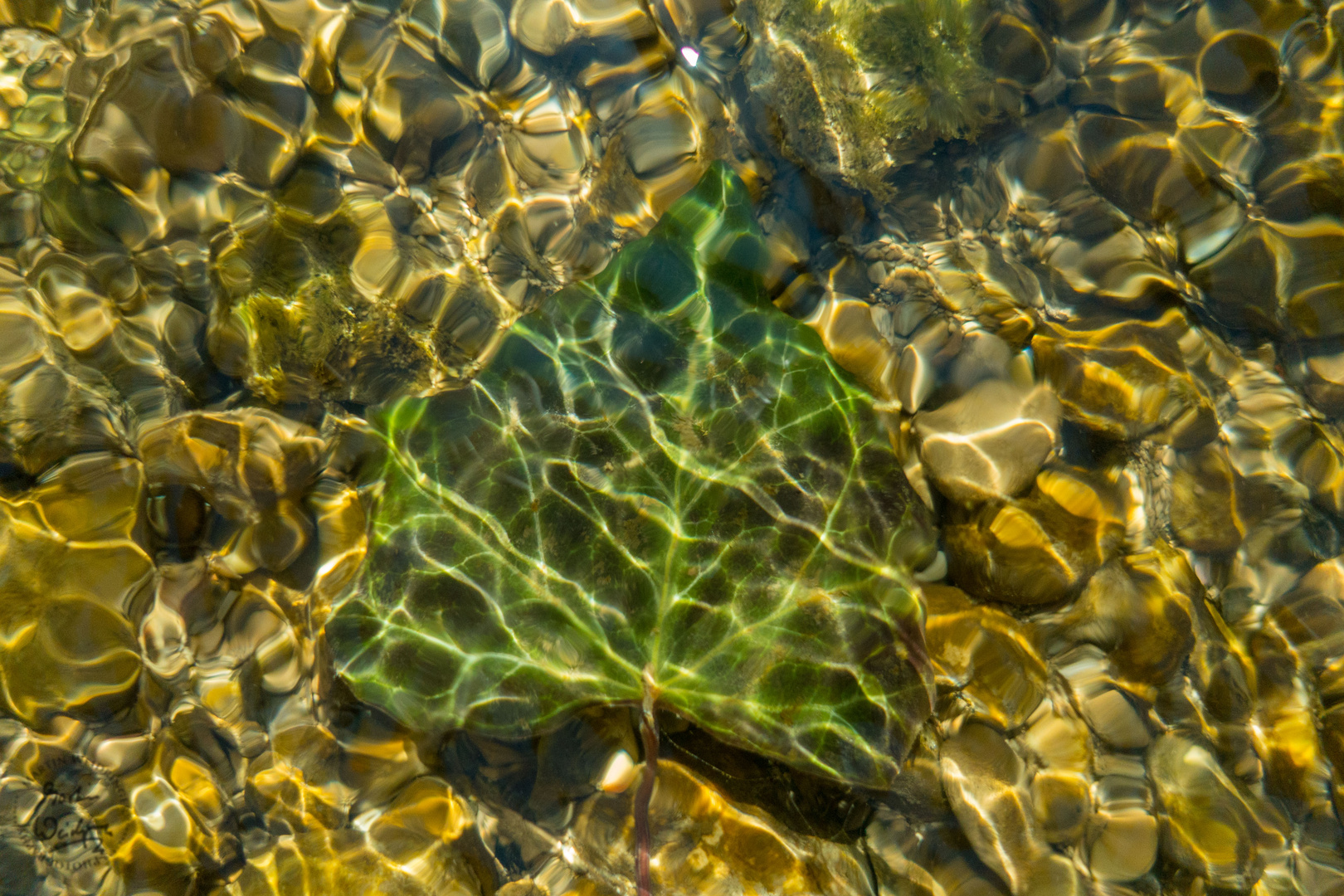 Ahorn im Wasser