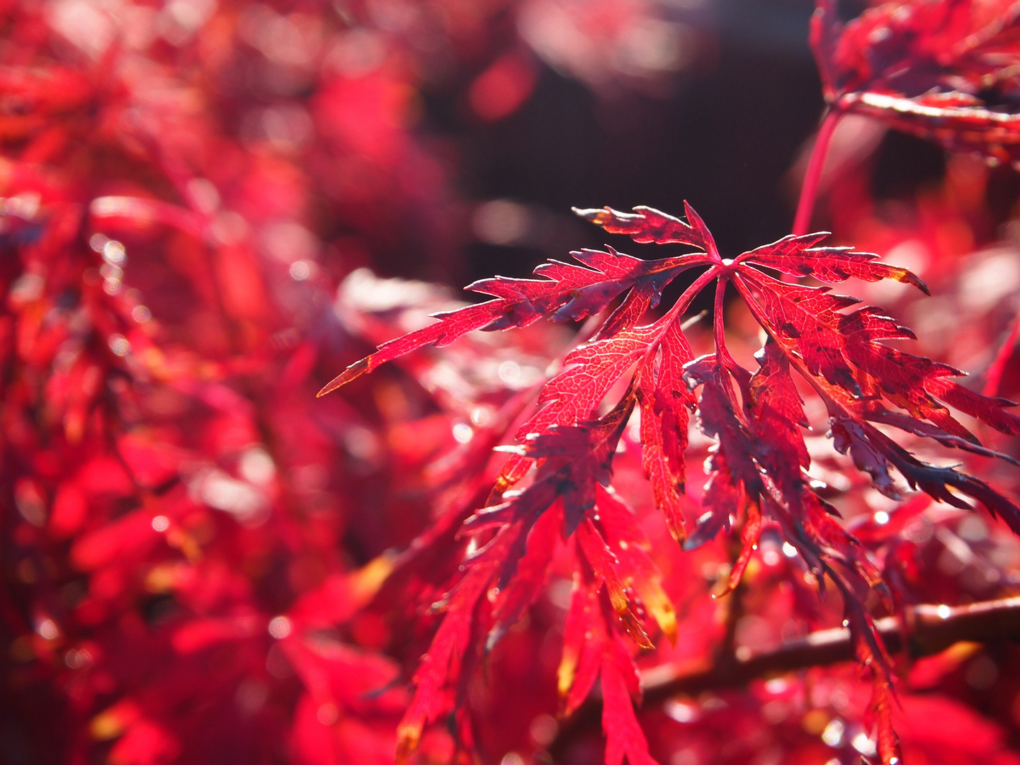 Ahorn in der herbstlichen Morgensonne