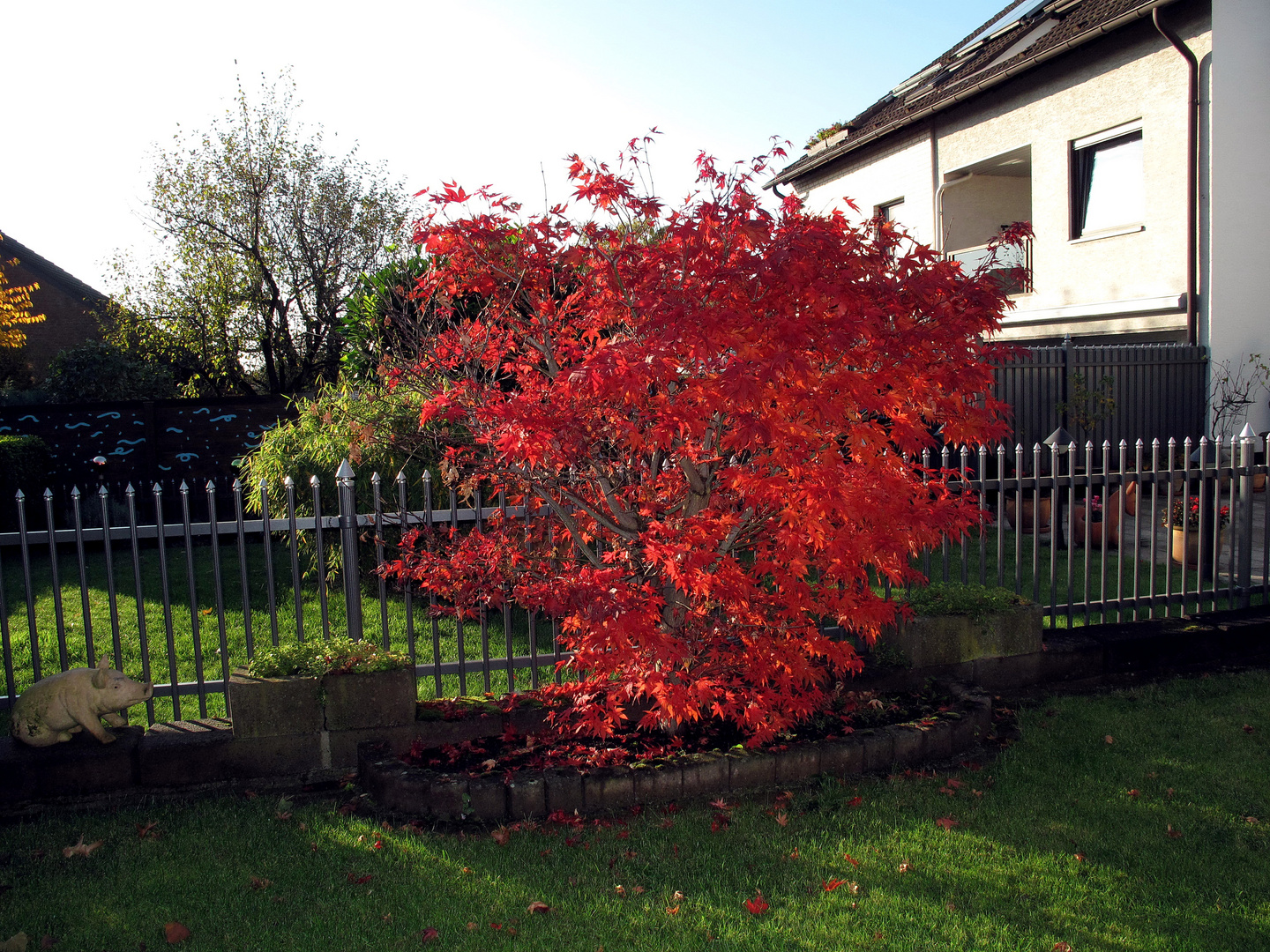 Ahorn in der Sonne