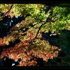 Ahorn in Herbstfärbung im Abendlicht (Japan)