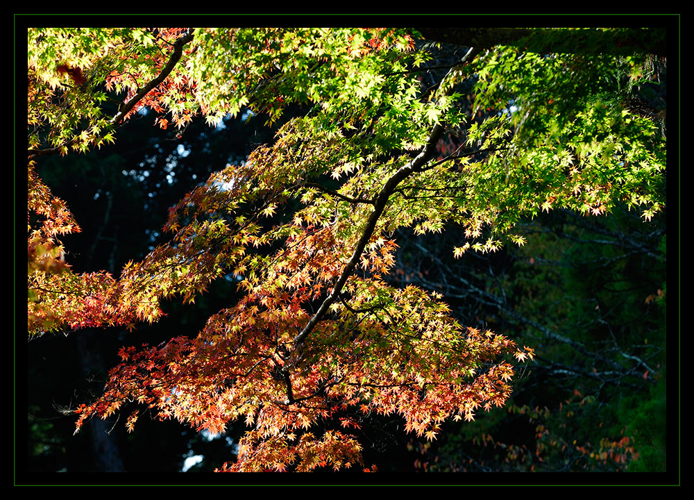 Ahorn in Herbstfärbung im Abendlicht (Japan)