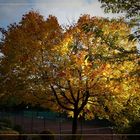 Ahorn in herbstlicher Sonne