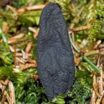 Ahorn-Keulenpilz (Xylaria longipes) im Detail, Bild 2.