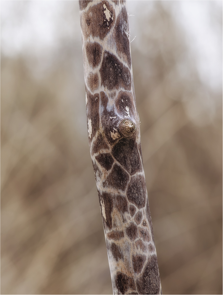 Ahorn-Krustenkugelpilz ("Giraffenholz")