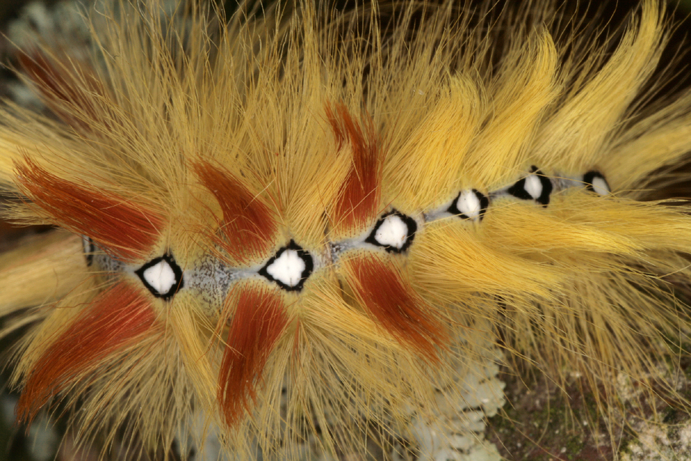 Ahorn-Rindeneule (Acronicta aceris) Noctuidae Raupe Detail Foto&Copyright Josef Limberger
