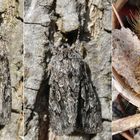 Ahorn-Rindeneule (Acronicta aceris) und ihre Raupe