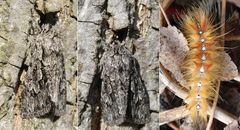 Ahorn-Rindeneule (Acronicta aceris) und ihre Raupe