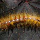 Ahorn-Rindeneule oder Sycamore (Acronicta aceris)