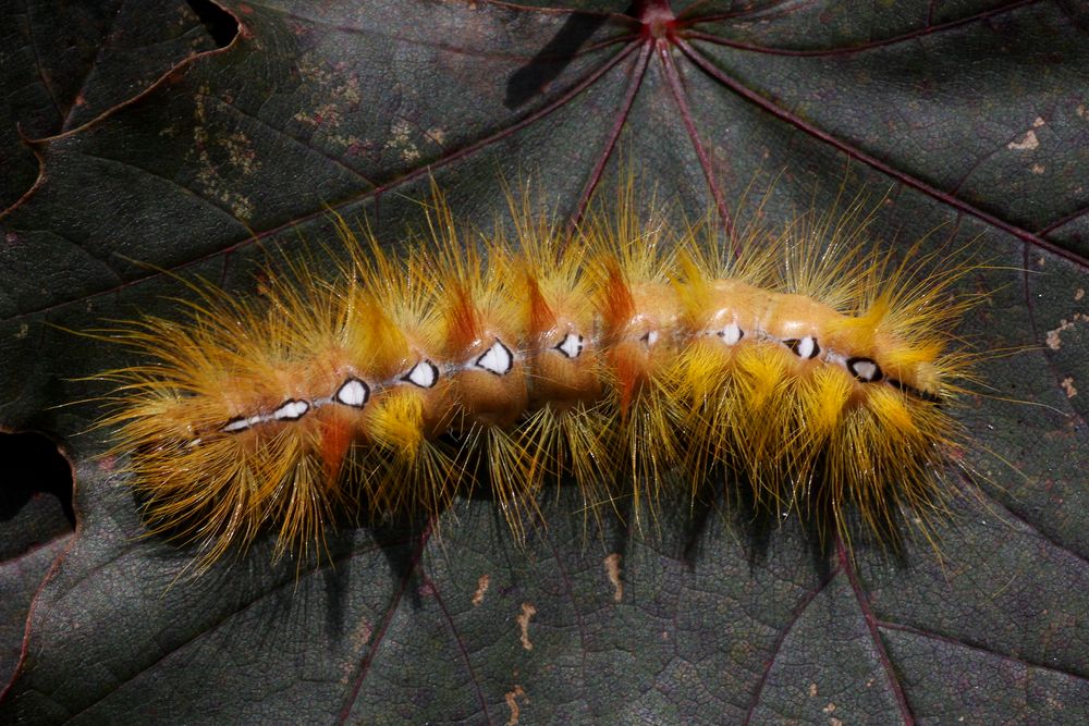 Ahorn-Rindeneule oder Sycamore (Acronicta aceris)