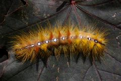 Ahorn-Rindeneule oder Sycamore (Acronicta aceris)