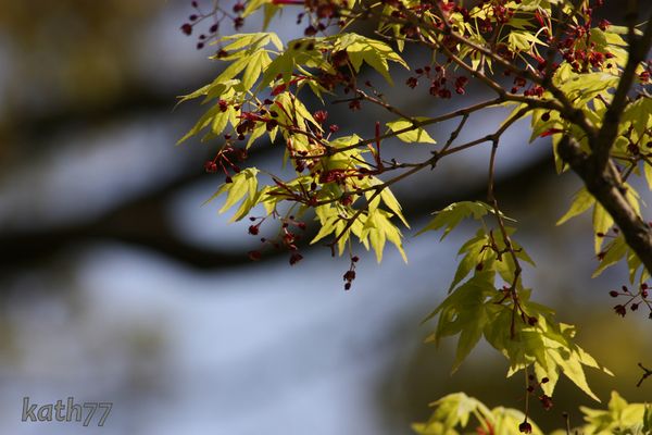 Ahorn-Stimmung (2)