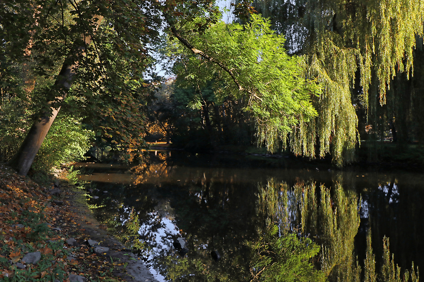 Ahorn und Trauerweide