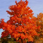 Ahornbäume im Herbst